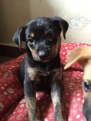 Cachorro raça SRD idade Abaixo de 2 meses nome Nick