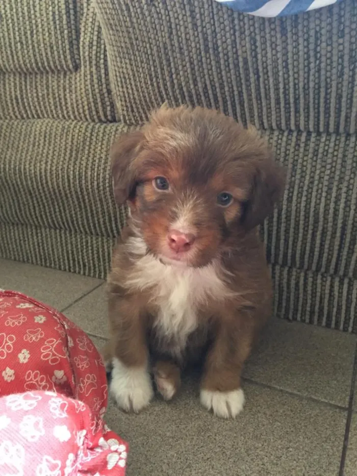 Cachorro ra a SRD idade Abaixo de 2 meses nome Max