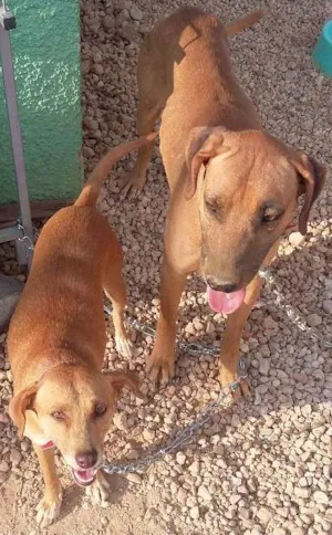 Cachorro raça SRD idade 2 anos nome Amarelinha e Amarelão