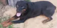 Capotinho