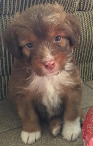 Cachorro raça SRD idade Abaixo de 2 meses nome Max