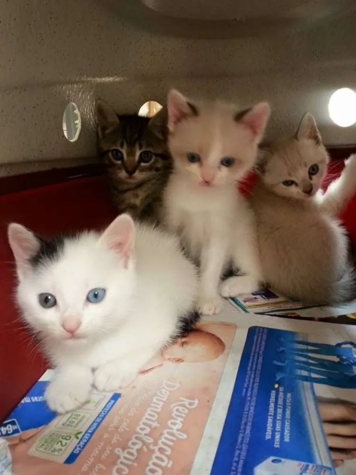 Gato ra a  idade Abaixo de 2 meses nome Gatinhos