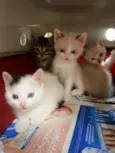 Gatinhos