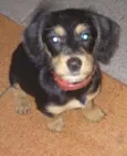 docinho