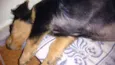docinho