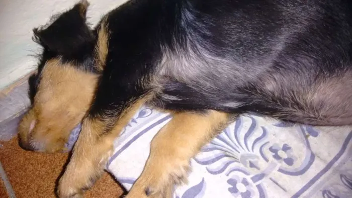 Cachorro ra a salsicha idade 7 a 11 meses nome docinho