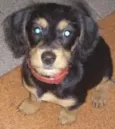 docinho