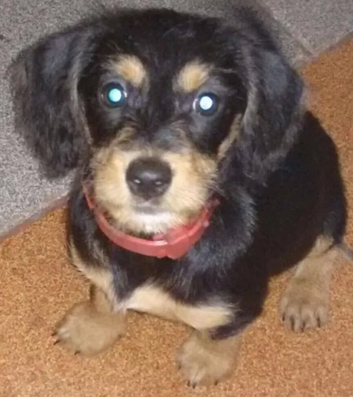 Cachorro ra a salsicha idade 7 a 11 meses nome docinho