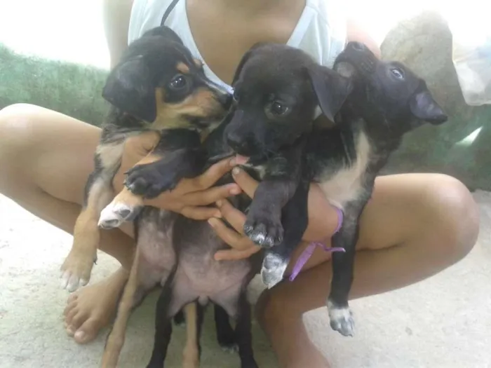 Cachorro ra a virá lata idade 2 a 6 meses nome não tem nome