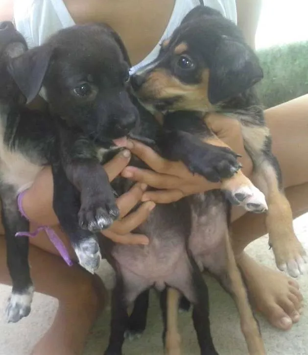 Cachorro ra a virá lata idade 2 a 6 meses nome não tem nome