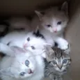 Gatinhos