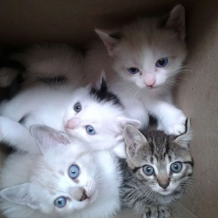Gato ra a  idade Abaixo de 2 meses nome Gatinhos