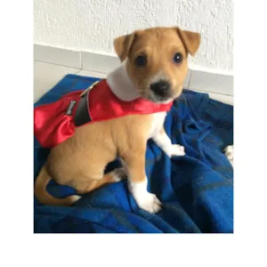 Cachorro raça SRD idade 2 a 6 meses nome Canela