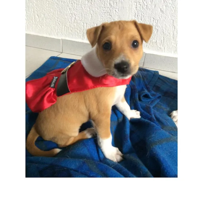 Cachorro ra a SRD idade 2 a 6 meses nome Canela
