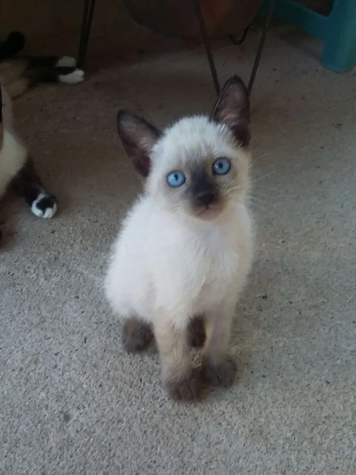 Gato ra a Siamês idade 2 a 6 meses nome sem nome