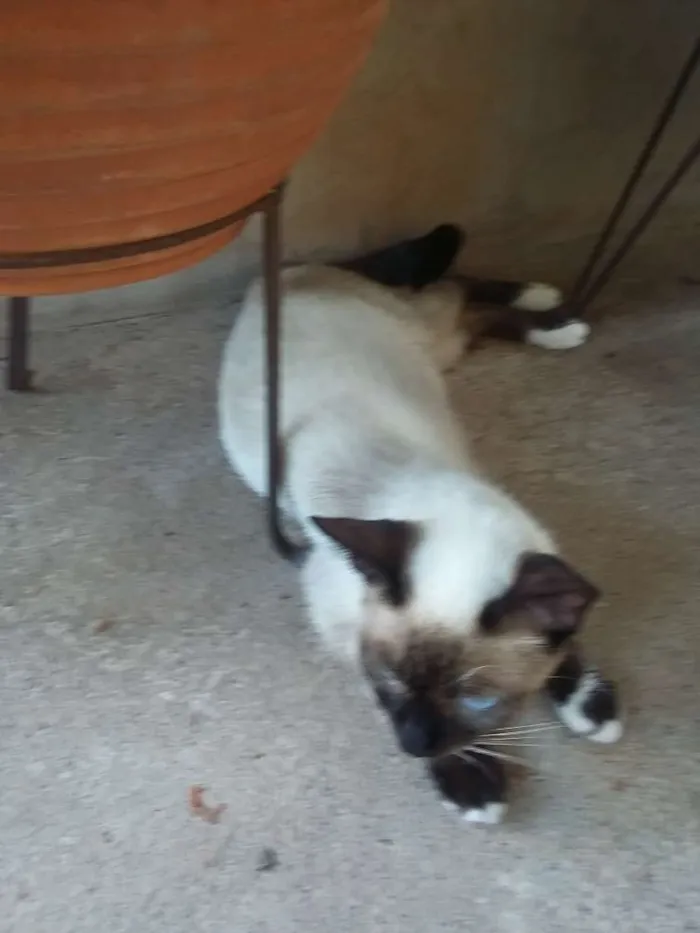 Gato ra a Siamês idade 2 a 6 meses nome sem nome