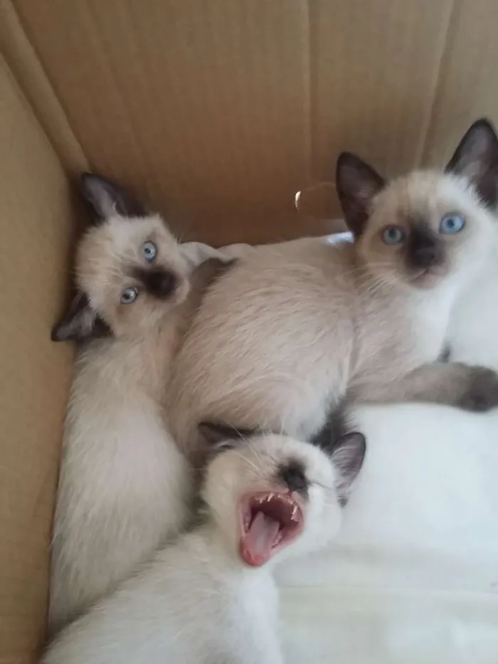 Gato ra a Siamês idade 2 a 6 meses nome sem nome