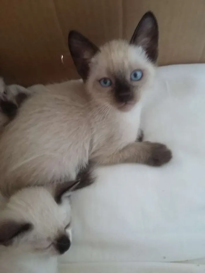 Gato ra a Siamês idade 2 a 6 meses nome sem nome
