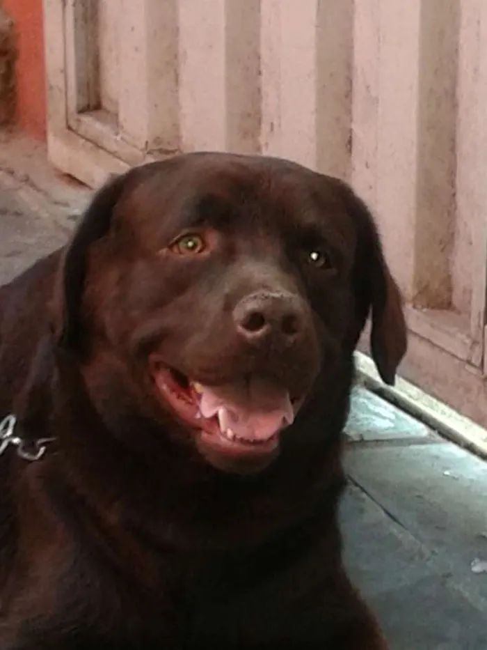 Cachorro raça Labrador idade 2 anos nome Barney