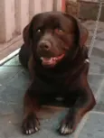 Barney