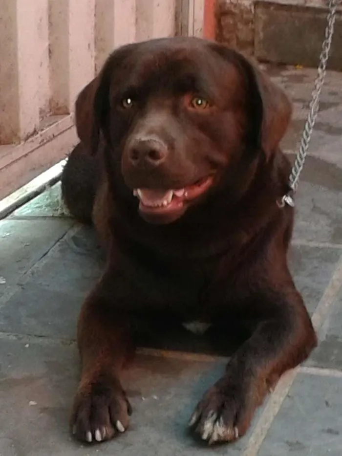 Cachorro raça Labrador idade 2 anos nome Barney