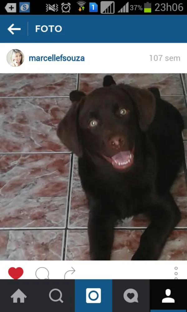 Cachorro raça Labrador idade 2 anos nome Barney