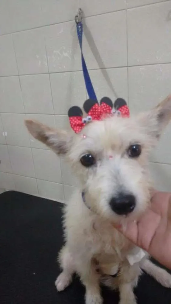 Cachorro ra a Srd idade 3 anos nome Mel