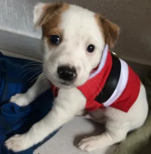 Cachorro raça SRD idade 2 a 6 meses nome Bebês