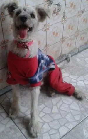 Cachorro raça poodle idade 4 anos nome Príncipe