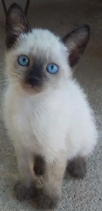 Gato ra a Siamês idade 2 a 6 meses nome sem nome