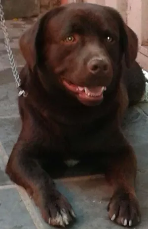 Cachorro raça Labrador idade 2 anos nome Barney