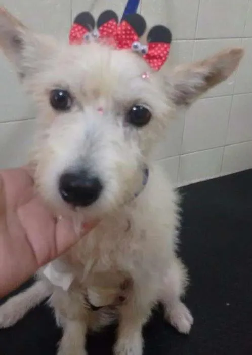 Cachorro ra a Srd idade 3 anos nome Mel
