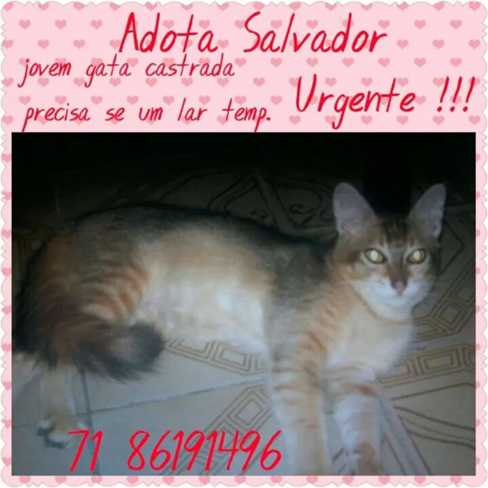 Gato raça DO MATO idade 2 anos nome MIMA