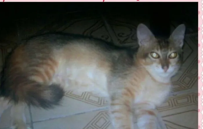 Gato raça DO MATO idade 2 anos nome MIMA