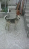 pitty