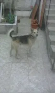pitty