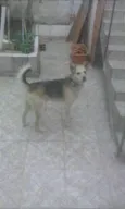 pitty