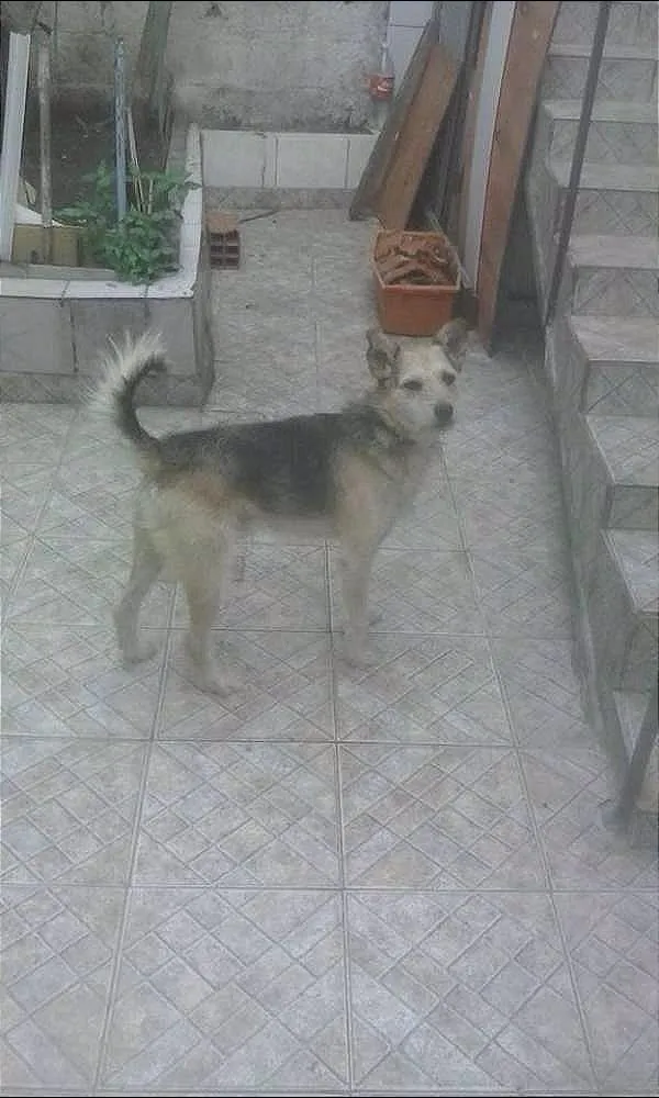 Cachorro ra a vilalata  idade 6 ou mais anos nome pitty