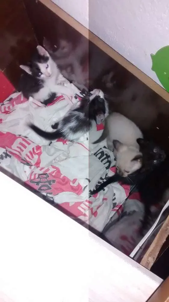 Gato raça rsd idade Abaixo de 2 meses nome filhotes