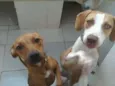 bebê e magrela