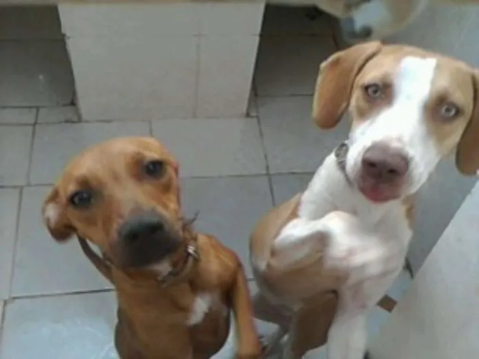 Cachorro raça rnd idade 2 anos nome bebê e magrela