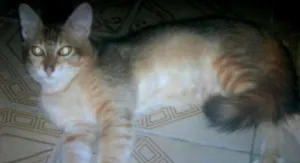 Gato raça DO MATO idade 2 anos nome MIMA