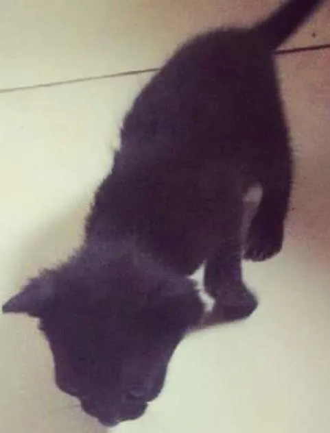 Gato ra a SRD idade Abaixo de 2 meses nome Billy