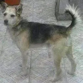 Cachorro ra a vilalata  idade 6 ou mais anos nome pitty
