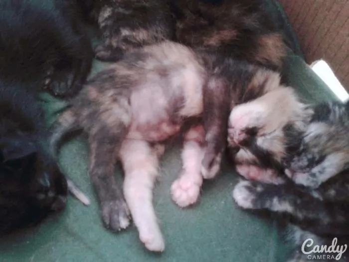 Gato ra a vira lata idade Abaixo de 2 meses nome Não tem