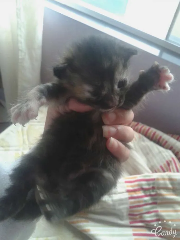 Gato ra a vira lata idade Abaixo de 2 meses nome Não tem