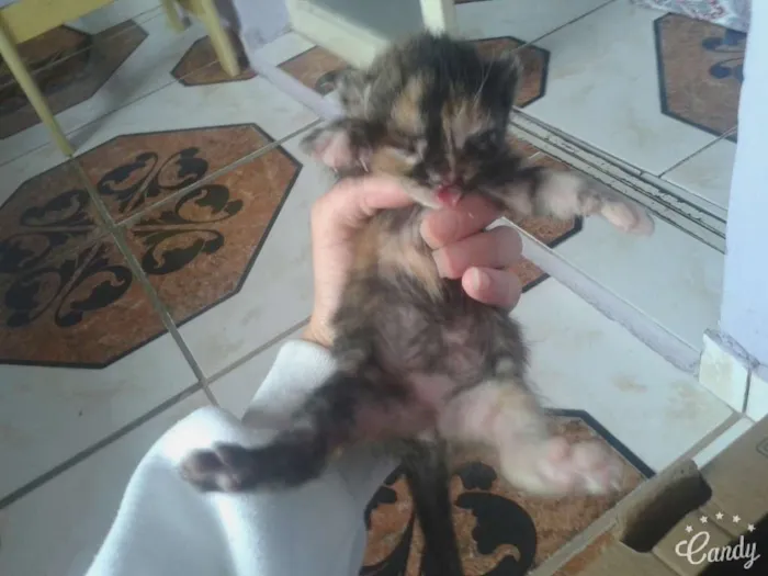 Gato ra a vira lata idade Abaixo de 2 meses nome Não tem