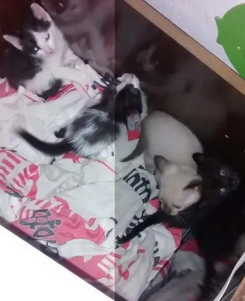 Gato raça rsd idade Abaixo de 2 meses nome filhotes