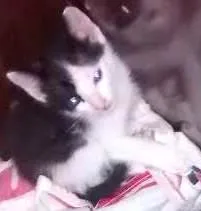 Gato raça rsd idade Abaixo de 2 meses nome filhotes