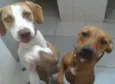 bebê e magrela
